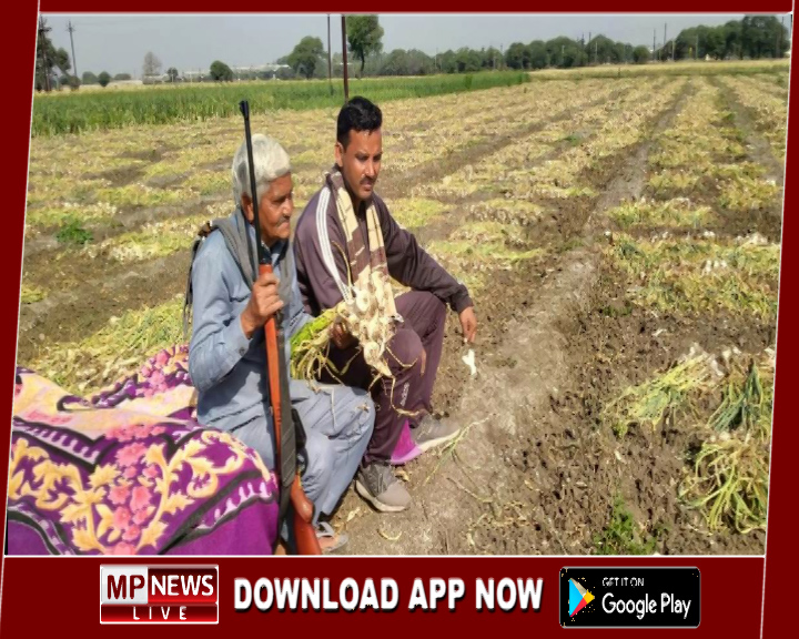 चोरी के चलते बंदूक के साए में हो रही लहसुन की खेती, आसमान छू रहे हैं लहसुन के भाव