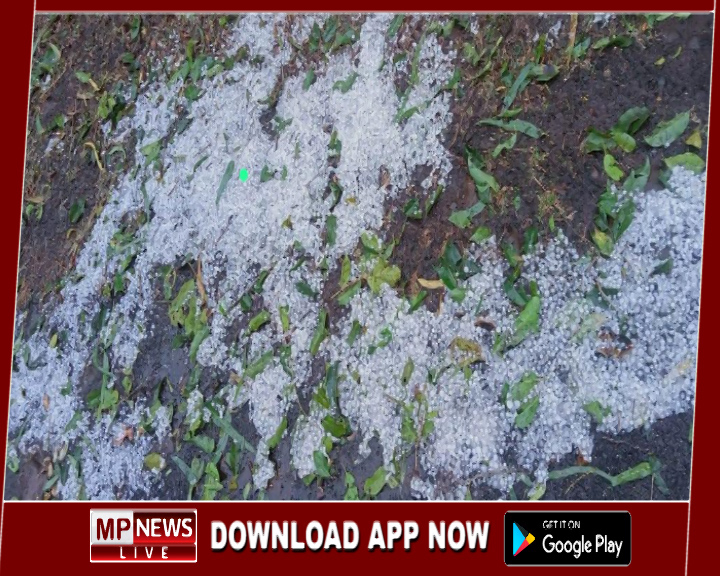 पश्चिमी विक्षोभ के असर से जबलपुर में बारिश के साथ आस-पास के क्षेत्रों में हुई ओलावृष्टि