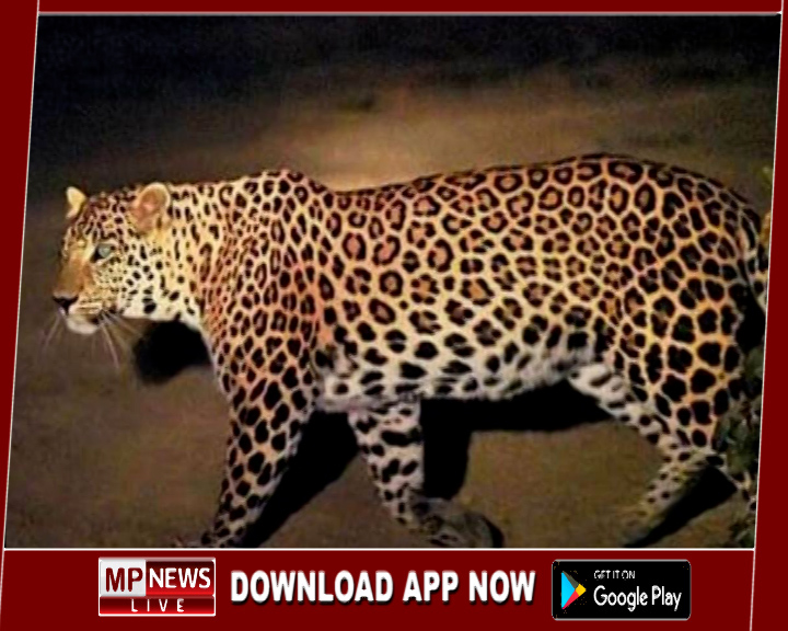 नयागांव में तेंदुए की चहलकदमी से क्षेत्र में दशहत का माहौल