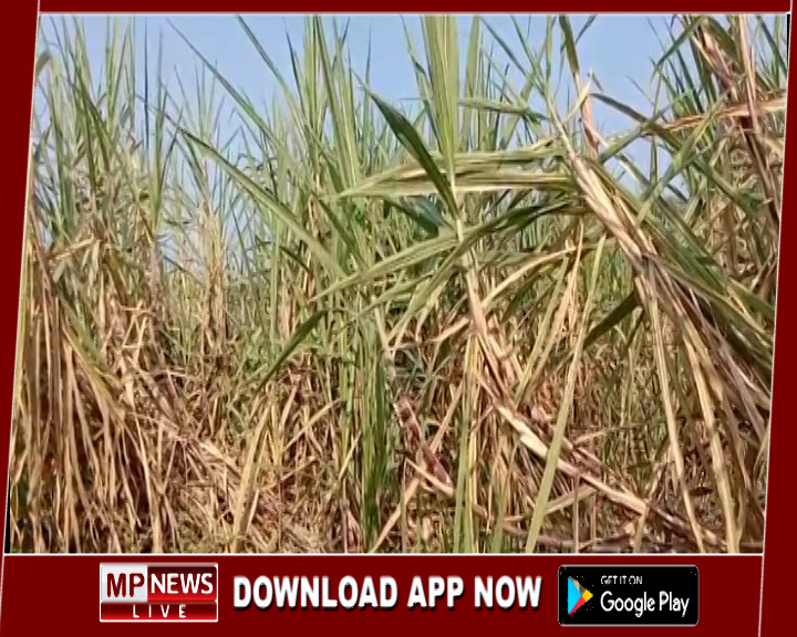 ग्राम दोनी के किसान गोबर एवं गौमूत्र का उपयोग कर लगभग सौ एकड़ में लगाते है गन्ने की फसल