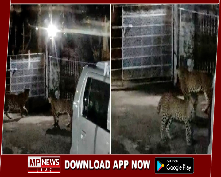 चार तेंदुओं की चहलकदमी के वायरल वीडियो से खमरिया में मचा हड़कंप