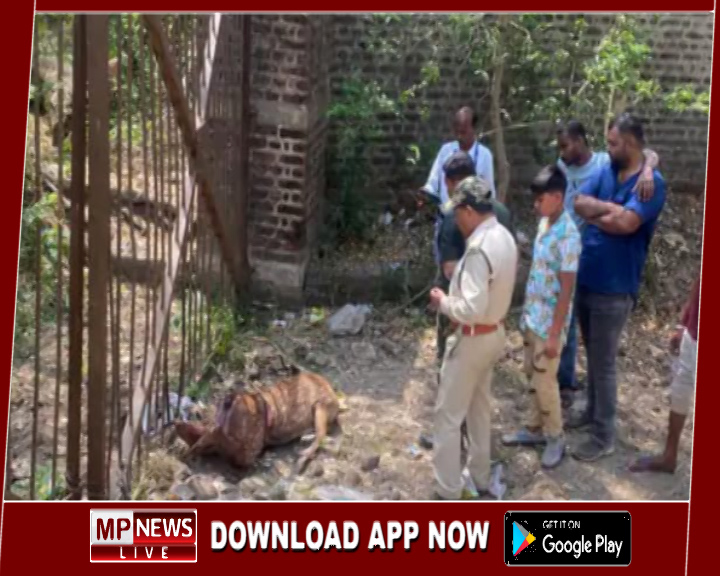 श्वानो के हमले से वन्य जीव हिरण की मौत