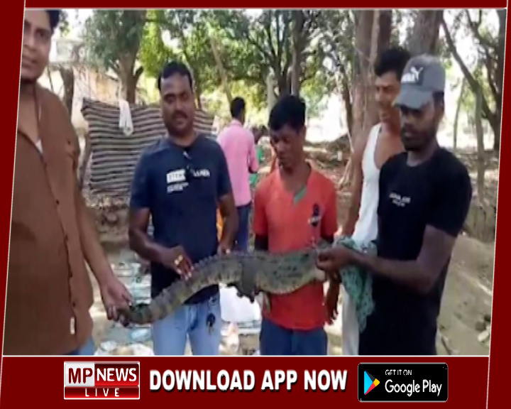 रांझी मोहनिया की बस्‍ती में चार फीट का मगरमच्छ देख ग्रामीणो में मचा हड़कंप