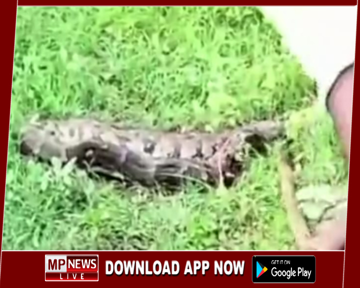 विशालकाय अजगर ने किया युवक को जिन्दा निगलने की कोशिश, युवक की हिम्मत और ग्रामीणो मदद से बची युवक की जान