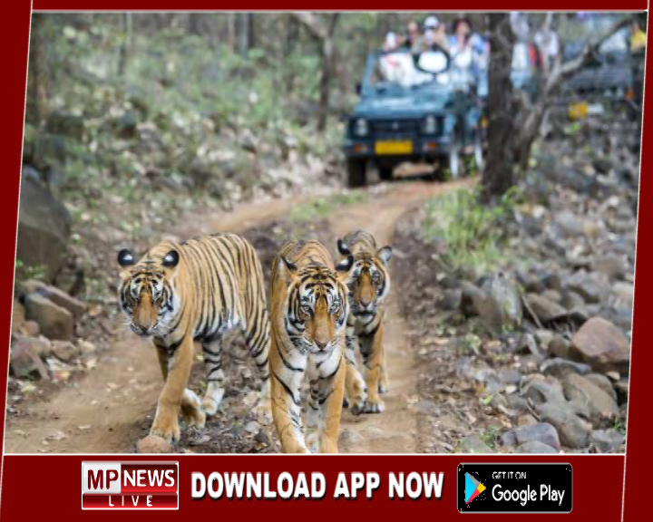 मध्य प्रदेश में 10 फीसदी महँगे होंगे टाइगर रिजर्व में एंट्री फीस, विदेशियों को चुकानी होगी दुगनी राशि