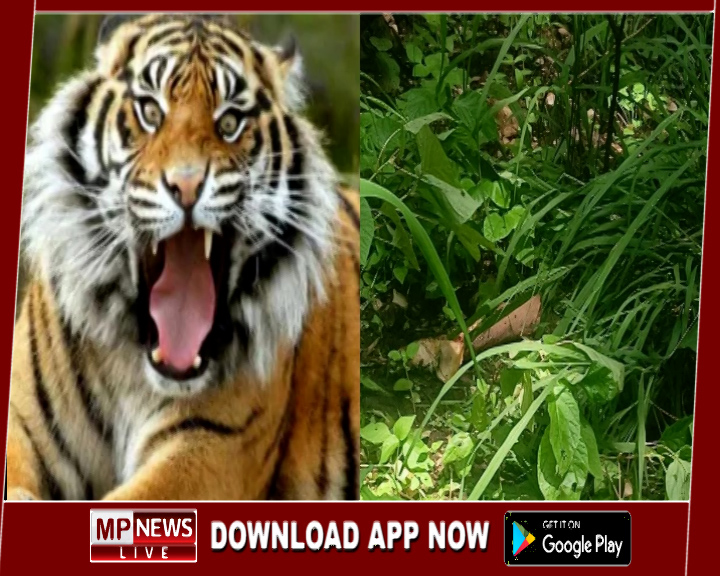 जंगल में बांस काटने गए ग्रामीण का बाघ ने किया शिकार, आधा शव खाकर छोड़ा जंगल में