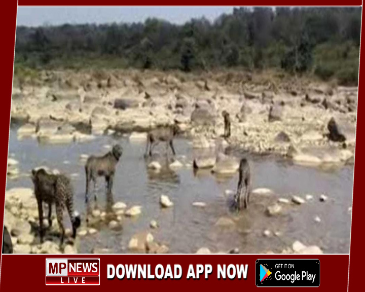 पानी से दूरी बनाकर रहने वाले चीते मजे से कर रहे नदी पार, मध्य प्रदेश में जन्मे चीते तोड़ रहे अपनी ये धारणा