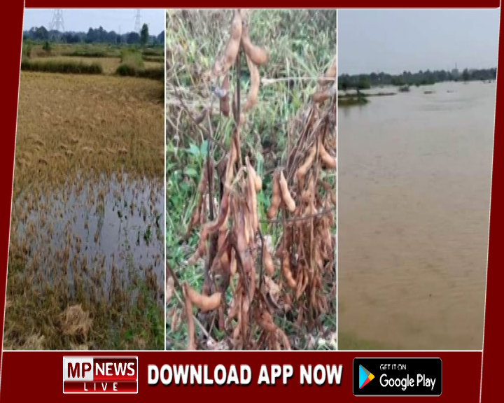 बेमौसम बारिश से सोयाबीन, सरसों, धान, उड़द, गेहूं, मटर एवं तिल की फसल को हुआ नुकसान