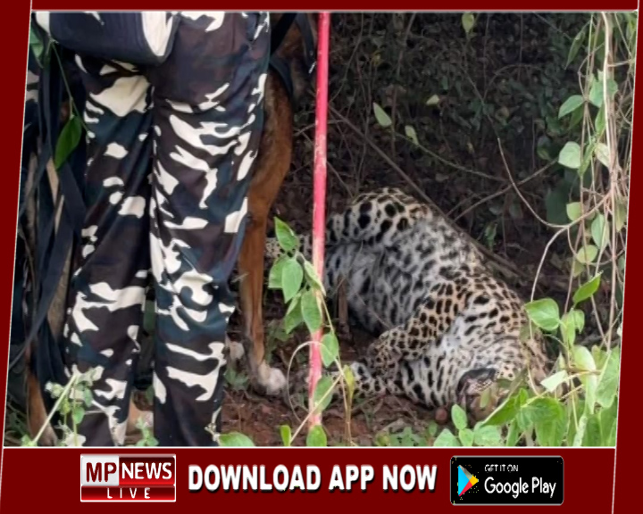 निसर्ग इस्पात (प्रा) लिमि. की जमीन में दफन चार जंगली सूअर-एक तेंदुए के अवशेष हुए बरामद, तीन गिरफ्तार  फोटो