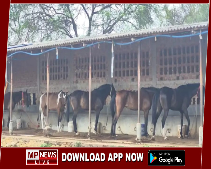 हैदराबाद से जबलपुर लाए गए 57 घोड़े का नया खुलासा, 19 घोड़े की हो चुकी मौत, 14 घोड़े गायब