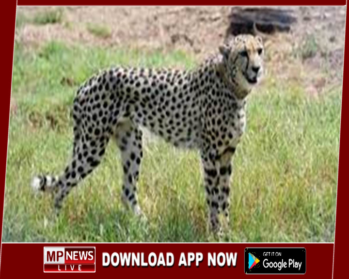 अफ्रीकन चीतों को रानी दुर्गावती टाईगर रिजर्व में बसाने की तैयारी, 20 किमी क्षेत्र में होगी फेसिंग