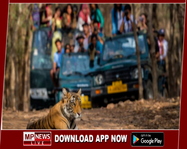 अब रियल नहीं जंगल को फील करेंगे पर्यटक, सुप्रीम कोर्ट के आदेश से बदली व्यवस्था, जंगल सफारी के दौरान मोबाइल फोन पर लगा प्रतिबन्ध