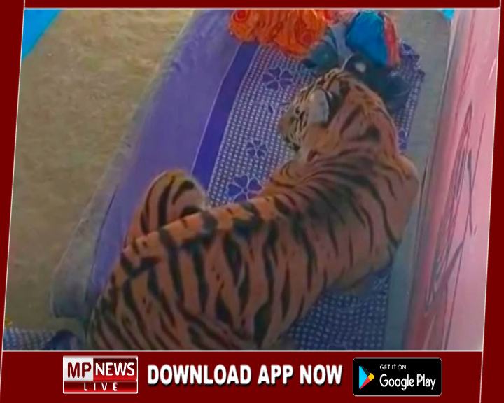 गांव में घुसकर बिस्तर पर बैठा टाइगर, एक ग्रामीण घायल, ग्रामीणों ने दहशत