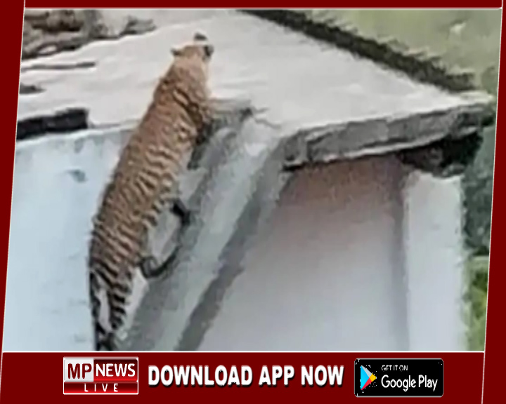 जबलपुर के 30 गांव में तेंदुए ने मवेशियों को बनाया शिकार, ग्रामीणों में दहशत, अक्सर घरों की छतो में बैठे दिखाई देते है तेंदुए