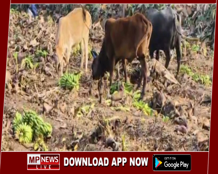केले की फसल काटकर गाय-बैलों को खिलाने पर मजबूर हुए बड़वानी के किसान, केले का भाव थोक में दो रुपये प्रति किलो मिल रहा किसानो को