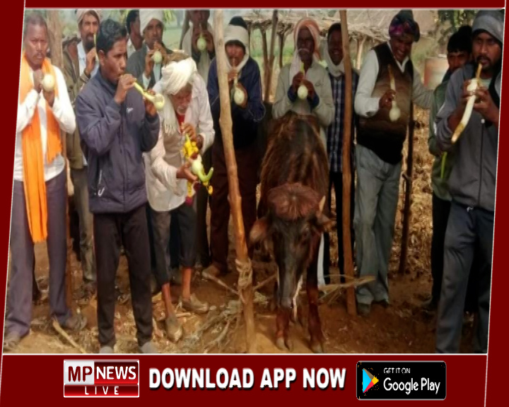 मुआवजे के लिए किसानों ने अनूठा आंदोलन कर भैंस के आगे बजाई बीन, कहा- ‘जागो सरकार’