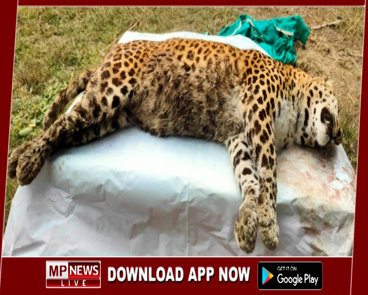 मुकुंदपुर व्हाइट टाइगर सफारी में 20 वर्षीय मादा तेंदुआ की मौत, पिछले कुछ दिनों से मादा तेंदुआ दिखाई दे रही थी सुस्त