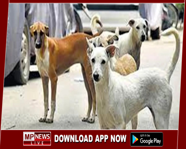 राजधानी की सड़कों पर आवारा कुत्तों का डेरा, रंगपंचमी के जश्न पर भारी पड़ा आतंक, भोपाल में एक दिन में 35 लोग शिकार