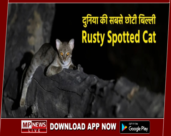 वीरांगना दुर्गावती टाइगर रिजर्व नौरादेही में मिली दुनिया का सबसे छोटी बिल्ली, टाइगर की तरह इसकी भी टैरिटरी