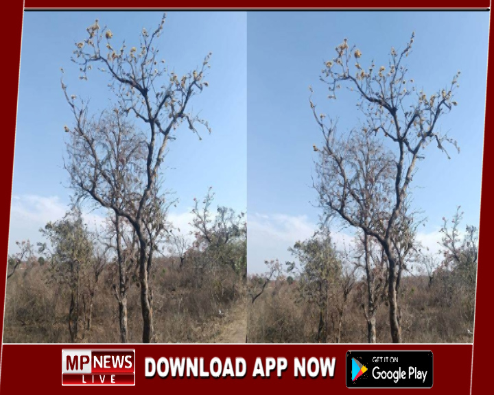 सड़क चौड़ीकरण से मध्य प्रदेश का दुर्लभ पीला पलाश खतरे में, मुख्यमंत्री से पेड़ बचाने की उठी मांग