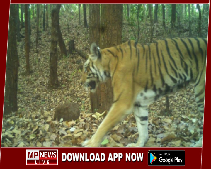 डिंडोरी वनमंडल में अचानकमार टाइगर रिजर्व की बुजुर्ग बाघिन की दस्तक, वन विभाग ने जारी की एडवाइजरी
